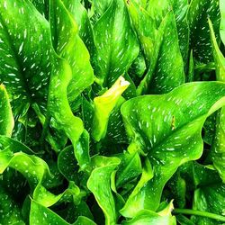 Full frame shot of green leaves