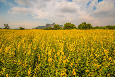 Scenic view of oilseed rape field against sky