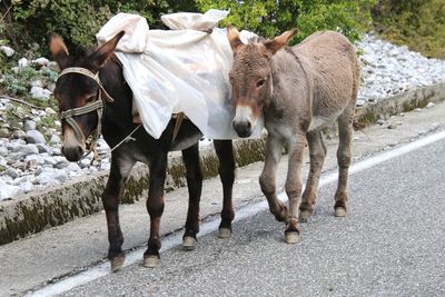 Donkey walking on road