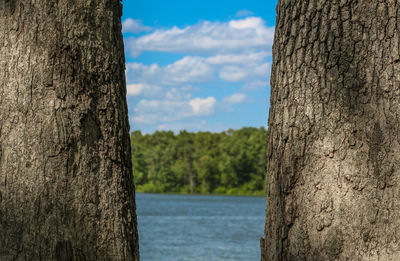 View of trees against cloudy sky