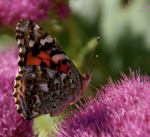 Close-up of butterfly on flower