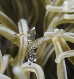 Close-up of insect on flower