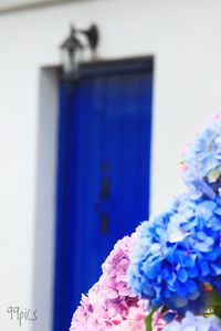 Close up of blue flower