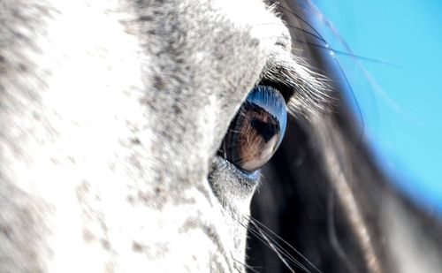 Close-up of horse