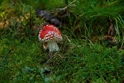 Close-up of fly agaric mushroom on field