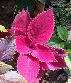 Close-up of pink flowers