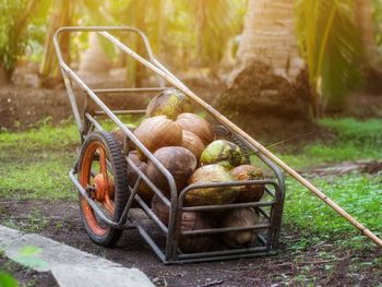 Close-up of food in basket on field