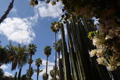 Low angle view of trees against sky