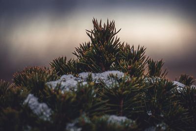 Close-up of pine tree