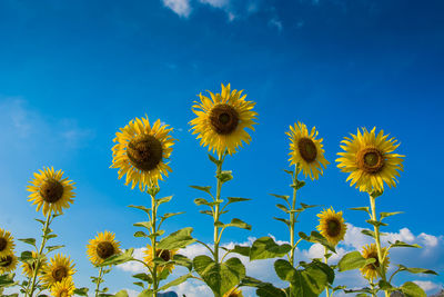 Low angle view of sunflowers against blue sky