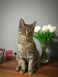 Portrait of cat sitting on table at home