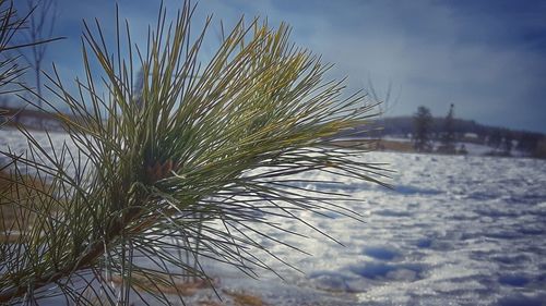 Close-up of tree against sky
