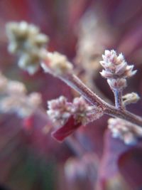 Close-up of flowers on plant