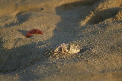 Close-up of crab on sand at beach