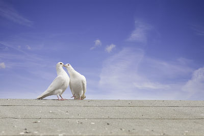 Seagull perching on retaining wall against sky