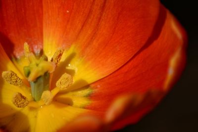 Macro shot of yellow flower