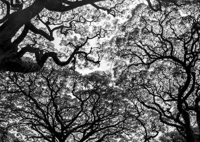 Low angle view of cherry tree against sky