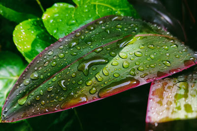 Close-up of raindrops on leaves