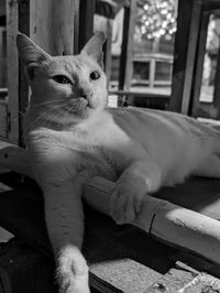 Black and white close-up of a cat lounging at a beach shack