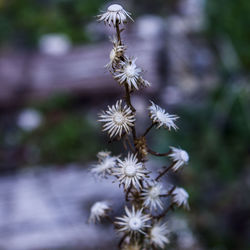 Close-up of flowers against blurred background