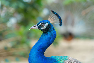 Close-up of a peacock