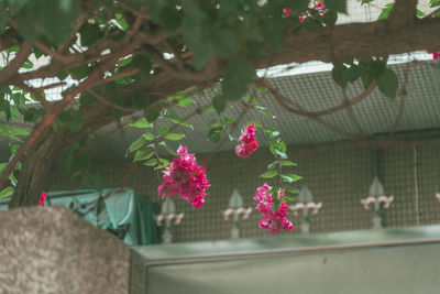 Low angle view of yellow flowers