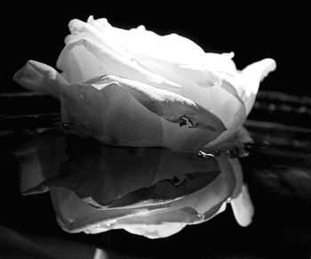 Close-up of flower against black background