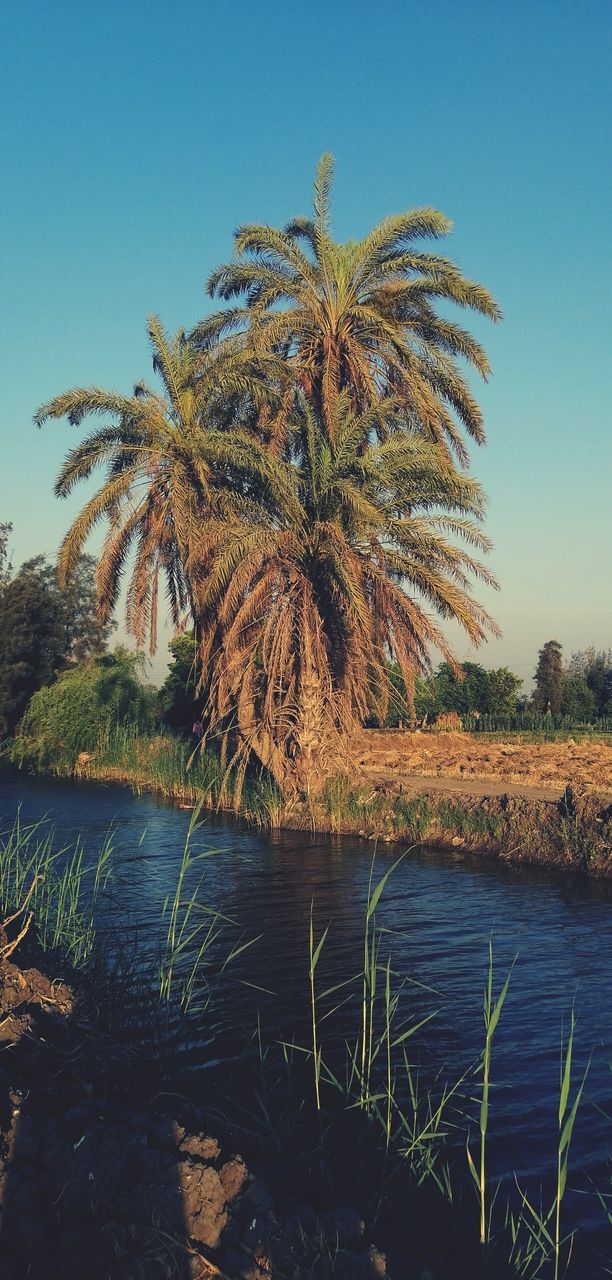plant, sky, tree, water, nature, palm tree, no people, beauty in nature, growth, tranquility, sea, tropical climate, clear sky, scenics - nature, coast, reflection, leaf, day, tranquil scene, date palm tree, outdoors, land, blue, beach, flower, grass, sunlight, shore, date palm