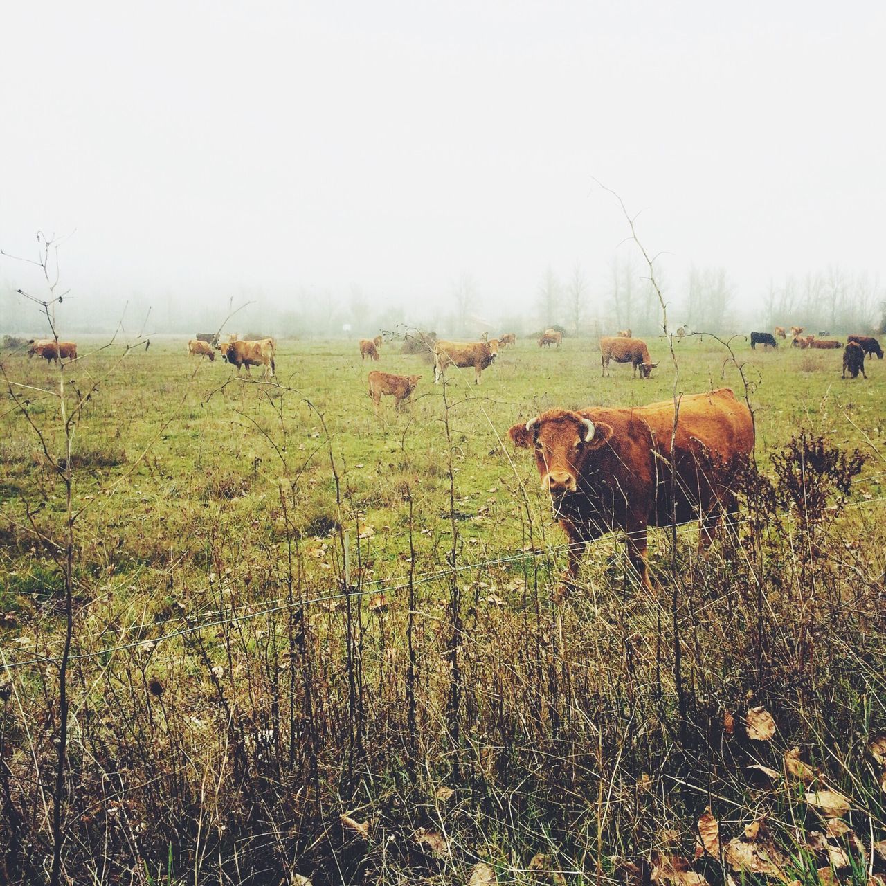 field, animal themes, domestic animals, grass, clear sky, mammal, landscape, copy space, rural scene, livestock, growth, nature, grassy, agriculture, farm, grazing, beauty in nature, tranquil scene, cow, tranquility