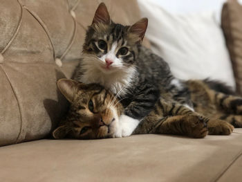 Portrait of cat relaxing on sofa at home