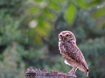 Close-up portrait of owl perching outdoors