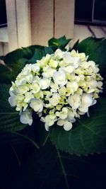 Close-up of white flowering plant