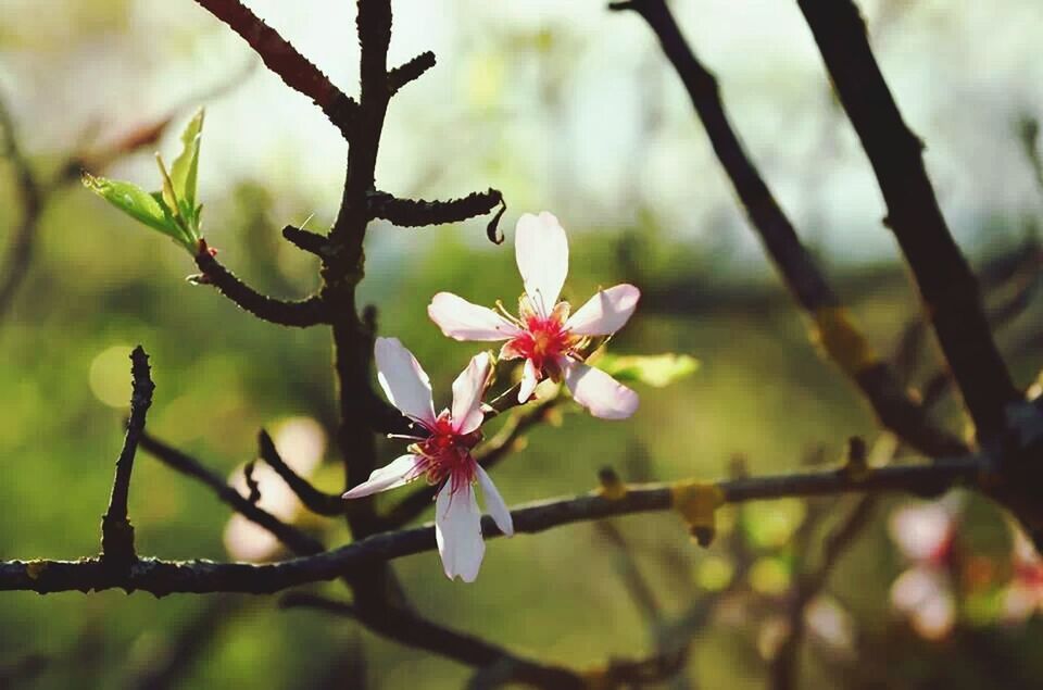 flower, branch, freshness, growth, focus on foreground, fragility, close-up, beauty in nature, twig, tree, petal, nature, blossom, bud, blooming, flower head, springtime, cherry blossom, in bloom, selective focus