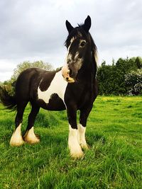 Horse standing on grass