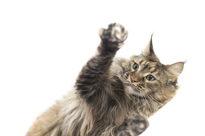 Close-up of a cat looking away against white background