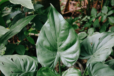 Close-up of green leaves on plant