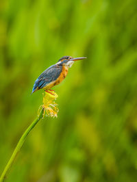 Kingfisher perching on lotus pod