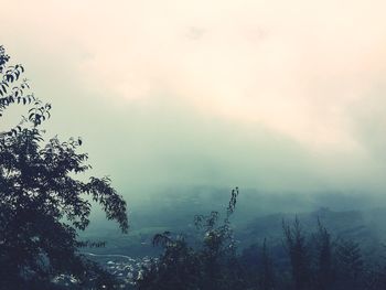 Trees against cloudy sky