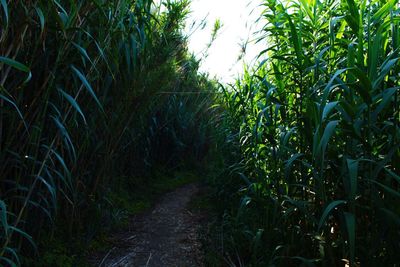 Trail amidst trees on field