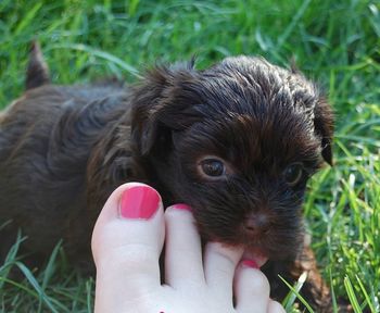 Cropped image of hand holding puppy