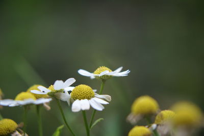 Close-up of white daisy blooming outdoors