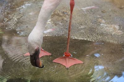 High angle view of two birds in lake