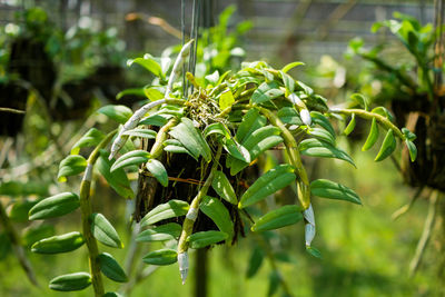 Close-up of green plant