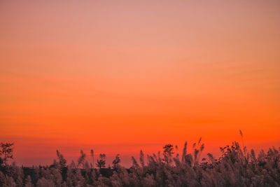 Plants on field against orange sky