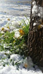 Plant growing on rocks