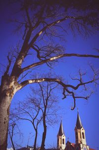 Low angle view of tree against clear sky