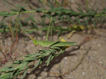 Close-up of insect on plant