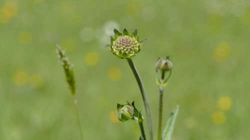 Close-up of honey bee on flower