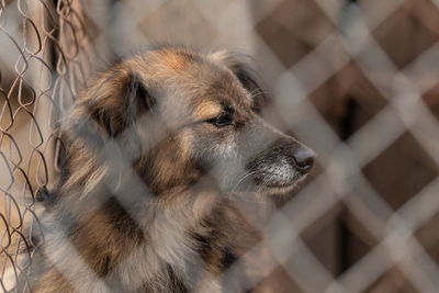 Close-up of dog looking away