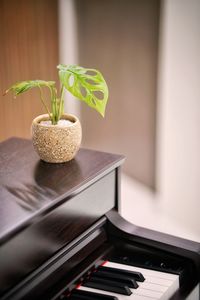 Close-up of potted plant